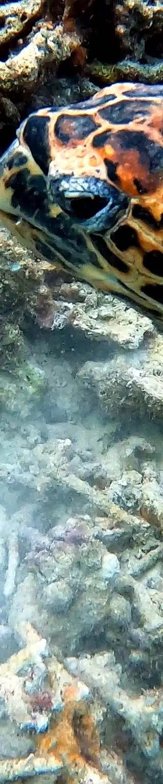 Tauchplatz «Maaya Thila» im Ari Atoll